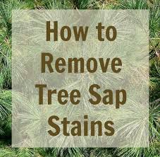 Removing tree sap from dog hair is difficult but not impossible. How To Remove Tree Sap Stains From Carpet Clothing Walls And Hair Bbt Tips On The Spot Remove Tree Sap Tree Sap Hand Sanitizer