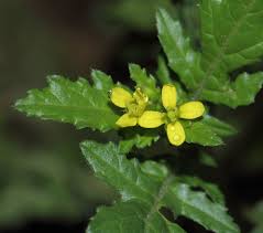 Image result for Erucastrum arabicum