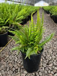Image result for Polystichum sinense