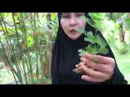 Seperti meningkatkan stamina, menyembuhkan penyakit mata, dan lain sebagainya. Khasiat Pokok Dokong Anak Youtube