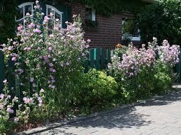 Buschmalve Staude Ca 60 Bis 100 Cm Garten Landschaftsbau Stauden Garten