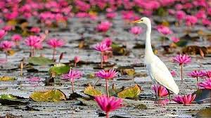 Mar 12, 2019 · tanaman teratai memiliki bentuk daun yang bulat, lebar dan tipis. Deretan Fakta Tanaman Teratai Batang Kuat Berongga Hingga Lapisan Khusus Anti Kotor Pada Daun Tribun Style Line Today