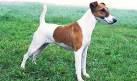 Smooth Fox Terrier Dog Breed Information and Pictures