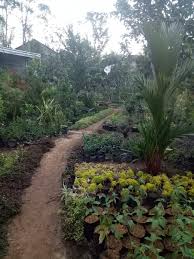 Pembayaran mudah, pengiriman cepat & bisa cicil 0%. Jual Tanaman Hias Termurah Sinox Nursery Semarang Sinox Nursery