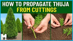 Image result for cuttings thujas