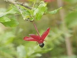 Image result for Ochna inermis