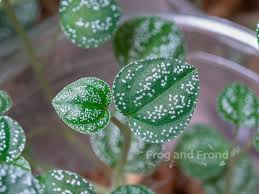 Image result for Peponium sp. A