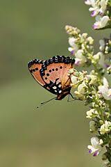 Image result for Coleus calycinus