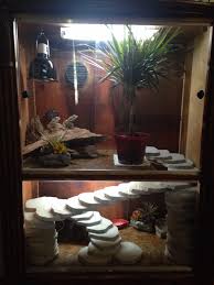 diy beard beards bearded dragon cage bearded dragon terrarium bearded dragon terrarium diy