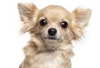 Long Haired Chihuahua White