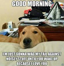 Tail Wagging Can Be Effective Dogs Dog Love Dog Cat