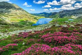 Amazing Rhododendron Alpine Flowers National Parks Mountain Lakes Glacier Lake