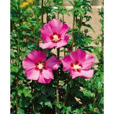 Aber wann genau nutzt man die plantas, oder muss man es mit volldünger mischen und die pflanzen giessen. Hibiscus Syriacus Maike Pflanzen Fur Dich De 9 95