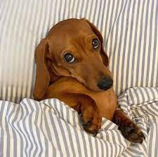 Vegetable oil is poured to make the raid. Click And Subscribe To Our Youtube Channel Funny Dachshund Dachshund Dog Dachshund Puppies