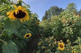 Based on frost dates based on moon dates. Walk Through A Maze Like Sunflower House In Vermont This Month