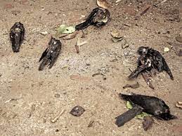 H10n3 is a subtype of the avian influenza virus, which is lethal to wild birds and poultry, and can spread by air among animals through breathing just like the normal flu. Bird Flu In Delhi Deaths At 3 Spots Samples Sent For Testing Delhi News Times Of India