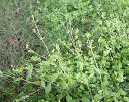 Image result for Drymaria