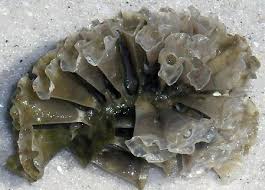 Southwest Florida Shoreline Studies Tulip Snail Egg Cases