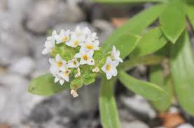 Image result for Euploca ovalifolia