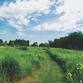 Prairie Wildflower Walk