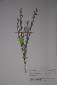 Image result for Indigofera hedyantha