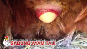 Maybe you would like to learn more about one of these? Cara Mengobati Dubur Ayam Yang Keluar