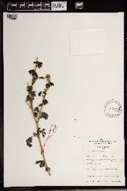 Image result for Crotalaria huillensis