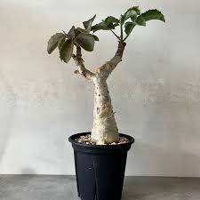 Image result for Cyphostemma stenolobum