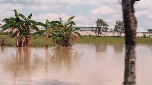 Maybe you would like to learn more about one of these? Pendangkalan Kali Langsur Bikin Banjir 400 Hektare Sawah Di Kecamatan Sukoharjo Terancam Gagal Panen Halaman All Tribun Solo