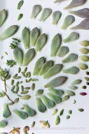 How To Propagate Succulents From Leaves And Cuttings Succulents And Sunshine Succulents Propagate Succulents From Leaves Propagating Succulents