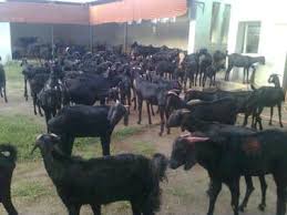 It is cross bred from another indian breed named the jamunapari goat. Goat Project Report Osmanabadi Breed Sheep Farm