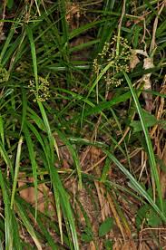 Image result for Hypolytrum