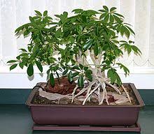Maybe you would like to learn more about one of these? Indoor Bonsai Wikipedia