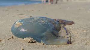 Nach corona an den stränden und vibrionen im wasser tauchen nun große mengen quallen an der ostsee auf. Sommer Meer Und Quallen Glibbertiere Auf Expansionskurs Reise