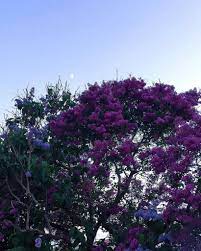 Lilac Flower Meaning Origins And Other Interesting Facts
