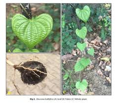 Image result for Dioscorea hirtiflora