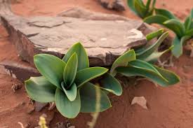 Image result for Drimia calcarata