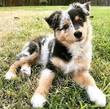 Australian Shepherd Puppies Cute Pictures And Facts Dogtime Cute Dogs Breeds Cute Animals Cute Dogs