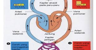 Sistem pernapasan pada hewan pertukaran gas oksigen dan karbondioksida yang terjadi dalam setiap tubuh hewan kemungkinan dapat berbeda. Pertukaran Oksigen Dan Karbondioksida Dalam Paru Paru Maolioka