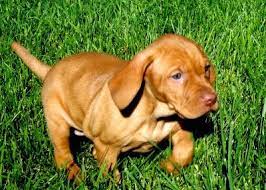 Hungarian Vizsla Breeders Vizsla Puppies For Sale