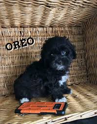 Here we have everything you need. Teddy Bear Puppies For Sale In Wisconsin Find Teddy Bear Puppies For Sale In Wisconsin Minnesota And Illinois Teddy Bear Puppies Bear Puppy Puppies