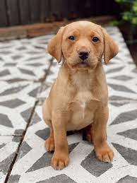 We Got A Puppy Meet Our 8 Week Old Golden Fox Red Labrador Fox Red Labrador Red Labrador Golden Labrador Puppies