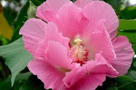 Image result for Hibiscus mutabilis