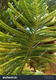 Image result for Araucariaceae