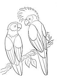 pin by hugo l escargot on coloriage animaux bird coloring pages parrot page animal adulte boruto