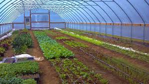 High Tunnels Use and Farm to School in the Upper Midwest