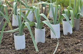 Leeks, which are famous as the welsh national emblem, are related to the onion but easier to grow. How To Plant Grow And Harvest Leeks