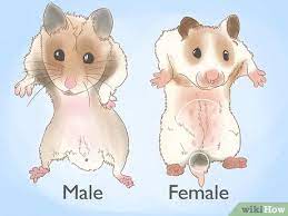 It's also important to note that a female hamster can become pregnant again within just 24 hours of giving birth, so it's a good idea to separate her from the male hamster! How To Breed Hamsters 12 Steps With Pictures Wikihow