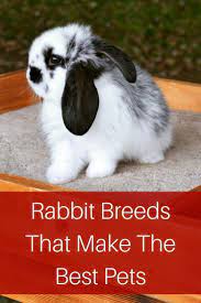 A List Of The Best Rabbit Breeds For Pets Tips To Choose The Friendliest Breed Rabbit So You Have The Be Pet Bunny Rabbits Rabbit Breeds Best Rabbits For Pets