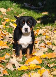 Elevage des belles d'automn : Chiots Grand Bouvier Suisse De L Elevage Joyeuses Gambades
